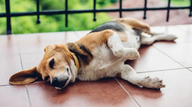 狗狗感染寄生虫会导致拉稀吗