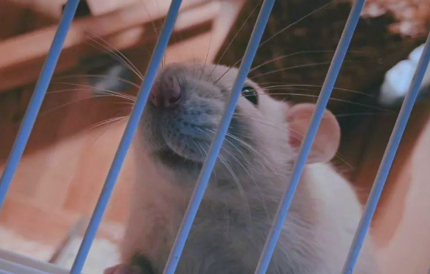 花枝鼠的魅力有哪些?头部带有“头巾”是它们的独特标志 花枝鼠的魅力有哪些?头部带有“头巾”是它们的独特标志