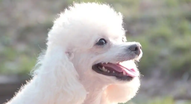 贵宾犬是哪个国家的国犬？你们都知道吗？