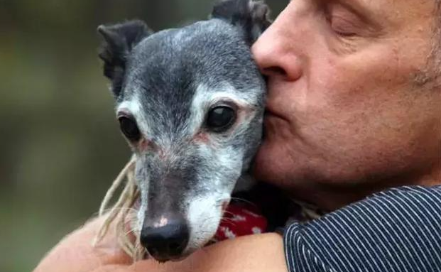 德国慕尼黑推行宠物信用体系,持续发展宠物文化 德国慕尼黑推行宠物信用体系,持续发展宠物文化