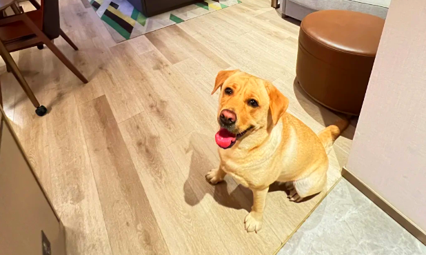 不用奔波送寄养,罗马机场开设狗狗酒店 不用奔波送寄养,罗马机场开设狗狗酒店