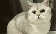 银渐层猫智商高吗？颜值与智商并存的品种密码