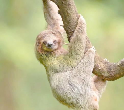 中国一共有多少只树懒 中国一共有多少只树懒