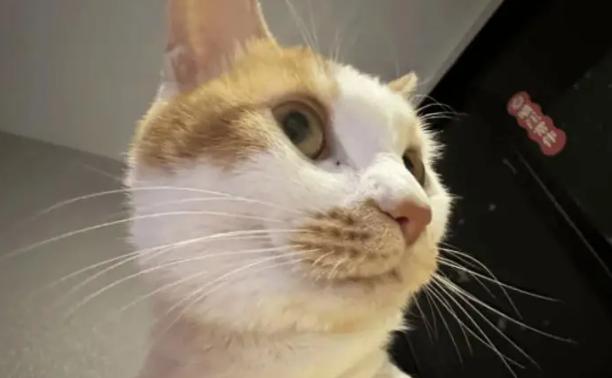 小姐姐家的小猫半夜不睡觉,把摇粒绒外套舔直了 小姐姐家的小猫半夜不睡觉,把摇粒绒外套舔直了