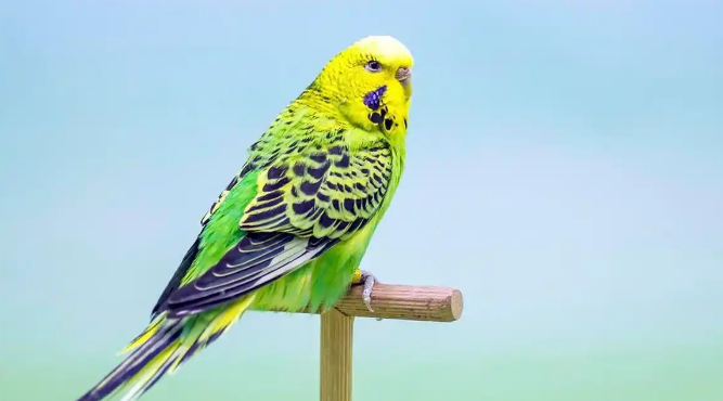 虎皮鹦鹉掉毛正常吗?需分清情况科学应对! 虎皮鹦鹉掉毛正常吗?需分清情况科学应对!