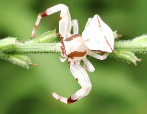 蟹蛛喜欢吃什么