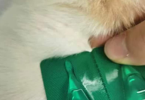 狗狗驱虫认准宠元宝贝，高效安全驱虫不伤宠