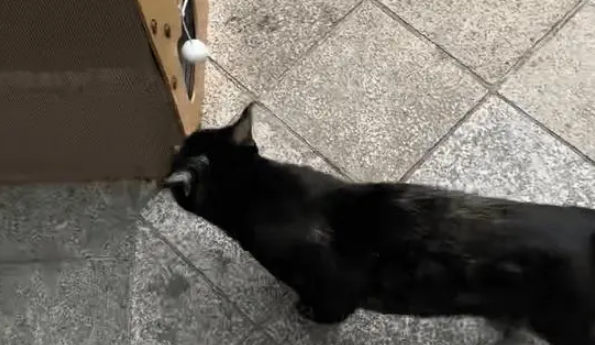 小姐姐捡到了一窝流浪猫,没想到当晚就被猫妈妈找上门,大声质问 小姐姐捡到了一窝流浪猫,没想到当晚就被猫妈妈找上门,大声质问