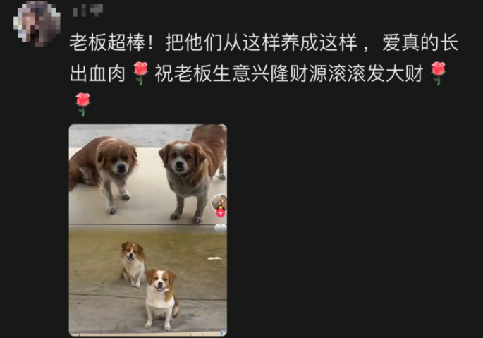 怀孕流浪狗到商店乞食,生下小狗“托付”老板照顾 怀孕流浪狗到商店乞食,生下小狗“托付”老板照顾