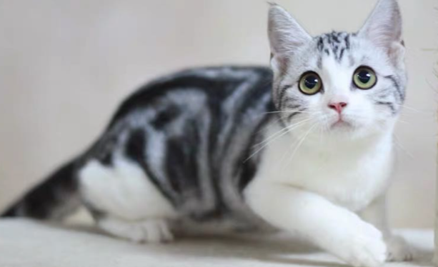 美国短毛猫的生理密码与寿命奥秘:健壮体质下的长寿之道 美国短毛猫的生理密码与寿命奥秘:健壮体质下的长寿之道
