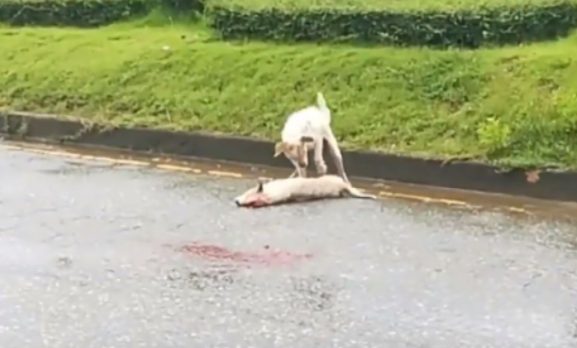 流浪狗试图唤醒被车撞死的伙伴，行为感动路人，决定给它一个家