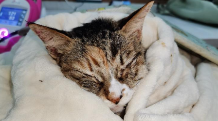 猫咪肾病是什么原因导致的 猫咪肾病是什么原因导致的