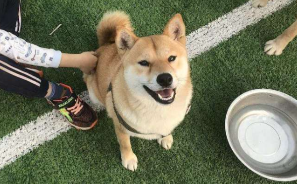 德国慕尼黑推行宠物信用体系,持续发展宠物文化 德国慕尼黑推行宠物信用体系,持续发展宠物文化