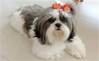 狗关节痛吃什么药
