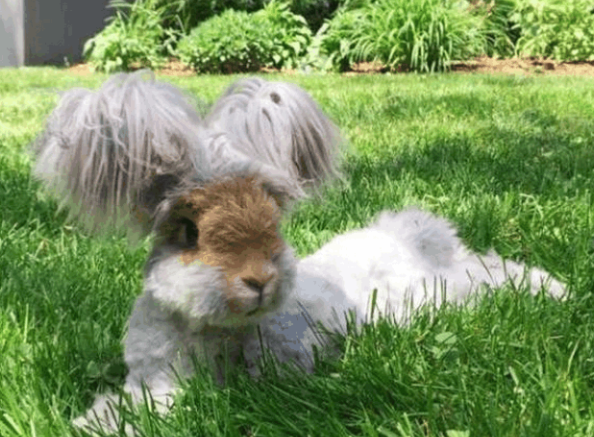 一只靠“美容逆袭”的长毛兔,最后还成了网红! 一只靠“美容逆袭”的长毛兔,最后还成了网红!