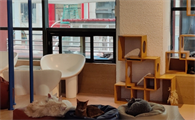 猫咖哪家比较好？喵洞猫咖，打造多猫环境下的温馨之约