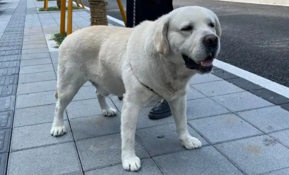 爱犬不慎掉进废弃深坑,狗主人一时情急跳下去救 爱犬不慎掉进废弃深坑,狗主人一时情急跳下去救