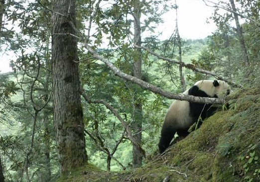 干饭啦!绵阳野生大熊猫开启“贴秋膘”模式 干饭啦!绵阳野生大熊猫开启“贴秋膘”模式