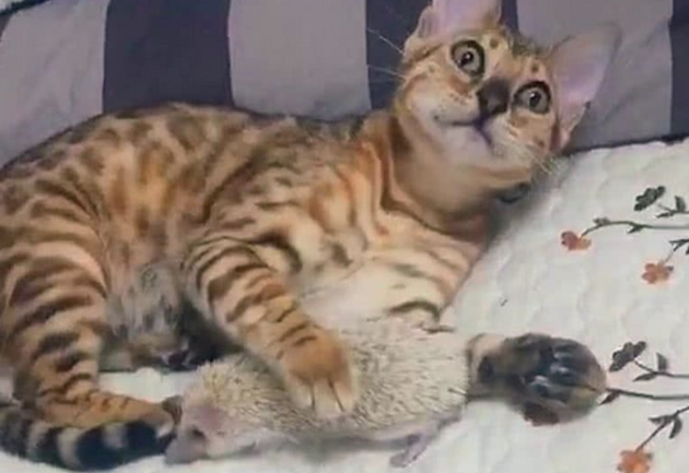 猫咪用爪子碰了下刺猬,脸上表情亮了:这个扎脚 猫咪用爪子碰了下刺猬,脸上表情亮了:这个扎脚