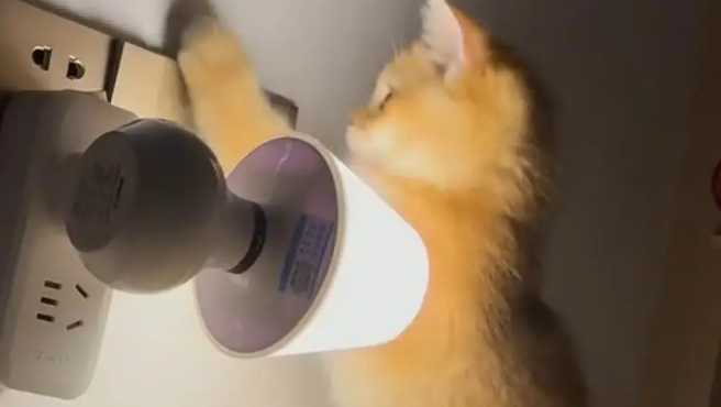 爸爸吐槽猫不会抓老鼠,结果……被猫“报复” 爸爸吐槽猫不会抓老鼠,结果……被猫“报复”