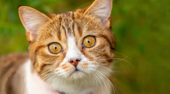 中华田园猫的寿命一般是几年?这篇文章告诉你! 中华田园猫的寿命一般是几年?这篇文章告诉你!