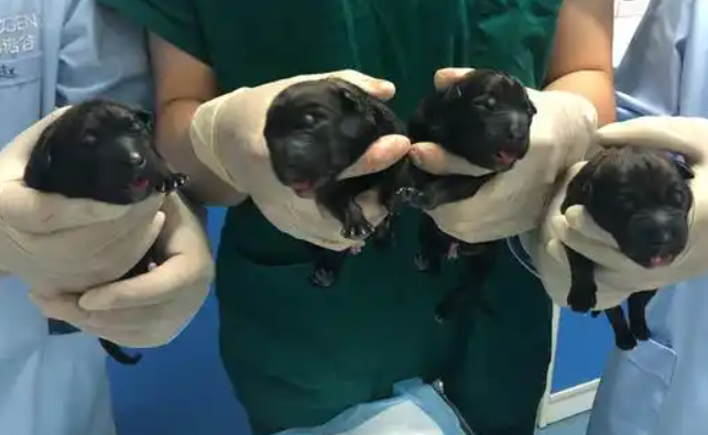 青岛农业大学AI辅助克隆犬技术突破，前景可瞻