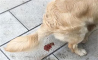 狗狗腹泻久了会引发什么病？