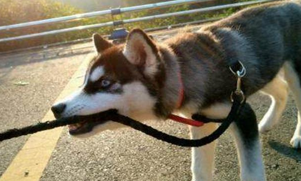 狗狗出售一个月卖家来寻，竟然还想要回去，理由让人很无语