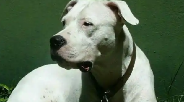 阿根廷杜高犬勇猛吗？饲养的时候，一定要注意这些