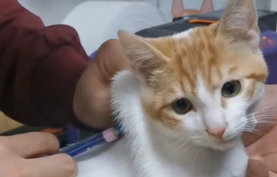 总说田园猫 “皮实耐造”?错!这 8 个喂养禁区不避开,等于在害它! 总说田园猫 “皮实耐造”?错!这 8 个喂养禁区不避开,等于在害它!