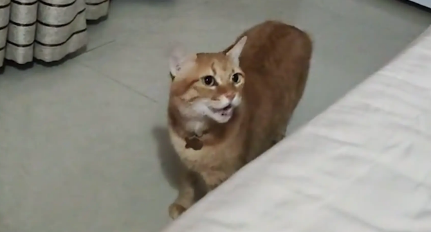 男子去女友家，抢了猫咪的位置，猫咪对着他哈气