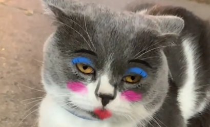 男子给猫咪用‘’一秒上妆‘’特效，猫咪瞬间变身美人