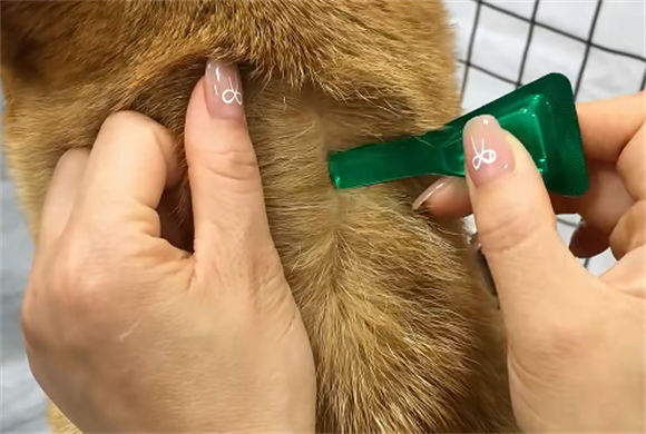 狗狗驱虫药挑选指南:迪思呗凭这些特点脱颖而出 狗狗驱虫药挑选指南:迪思呗凭这些特点脱颖而出