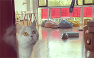 猫咖什么牌子好？喵洞猫咖，多猫环境下的心灵呵护乐园