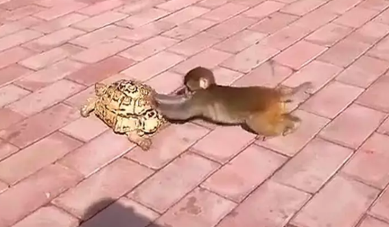 猴子嫌弃乌龟走得太慢,跑到后面帮推:走这么慢,急死猴了 猴子嫌弃乌龟走得太慢,跑到后面帮推:走这么慢,急死猴了