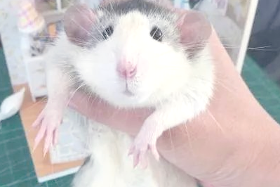 养花枝鼠作为陪伴可以吗?一种独特且亲近人的选择! 养花枝鼠作为陪伴可以吗?一种独特且亲近人的选择!