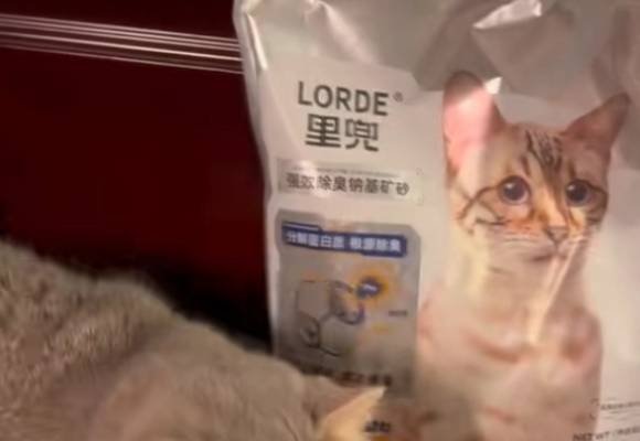 哪一款猫砂好用？实测推荐里兜小银钻，除臭结团双优！