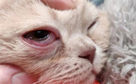 猫咪眼睛流泪发红是啥病?
