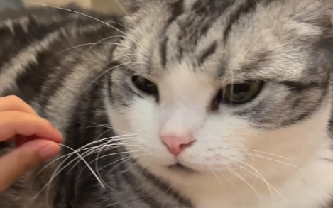 小主人不小心揪掉了猫咪的胡须，天塌了，猫咪却很淡定