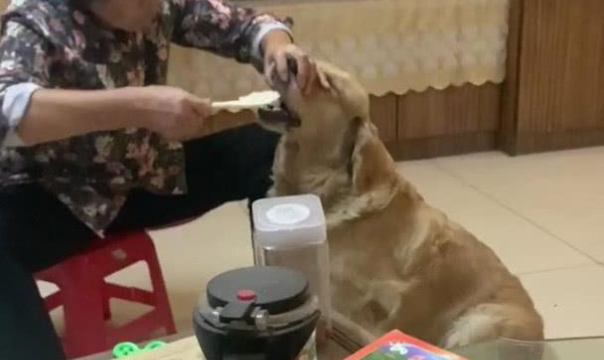 一看就是奶奶带大的狗,“洒饭”就要遭“挨打” 一看就是奶奶带大的狗,“洒饭”就要遭“挨打”