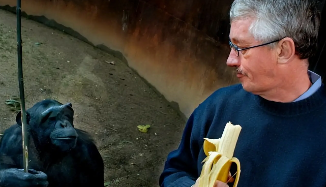 59岁黑猩猩拒绝进食,直到听到了熟悉的声音后,奇迹居然发生了 59岁黑猩猩拒绝进食,直到听到了熟悉的声音后,奇迹居然发生了