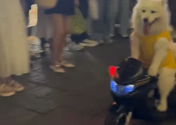 萨摩耶骑电动玩具车被围观。网友:难怪教练说自动挡狗都会开 萨摩耶骑电动玩具车被围观。网友:难怪教练说自动挡狗都会开