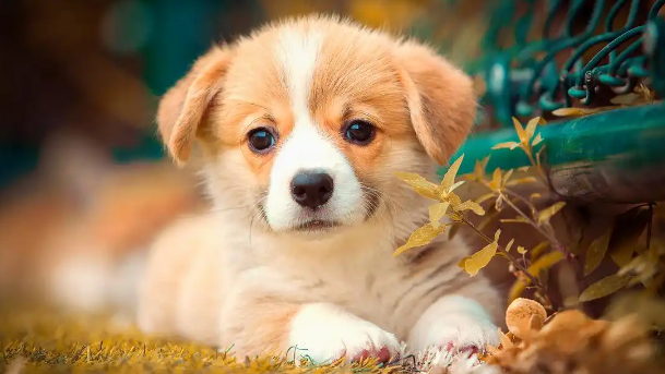 狗狗关节炎症状和缺钙怎么区分 狗狗关节炎症状和缺钙怎么区分