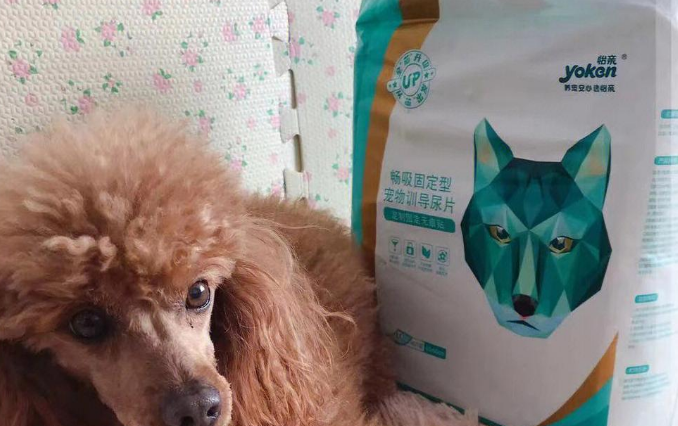 狗狗用品宠物尿垫有哪些品牌?怡亲尿垫强吸水性满足需求 狗狗用品宠物尿垫有哪些品牌?怡亲尿垫强吸水性满足需求