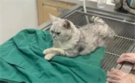 猫咪有肾病怎么办