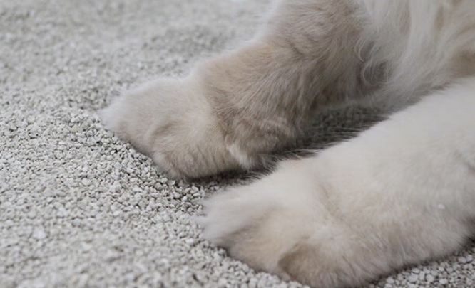 猫砂怎么选?宠小奇钠基原矿猫砂给出满分答案 猫砂怎么选?宠小奇钠基原矿猫砂给出满分答案