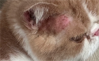猫得皮肤病会传染给人吗