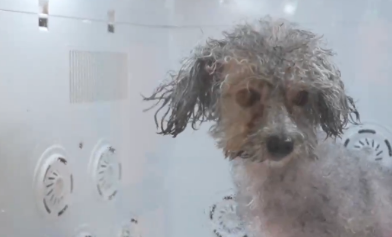 精细养宠渐成潮流 夏日宠物经济持续升温 精细养宠渐成潮流 夏日宠物经济持续升温