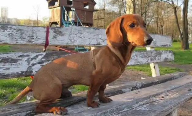 腊肠犬耳螨的症状有哪些?不妨来看看吧! 腊肠犬耳螨的症状有哪些?不妨来看看吧!