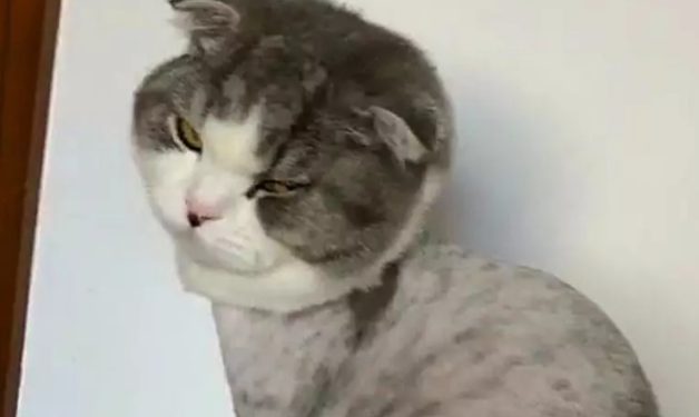 猫咪剃毛之后,跑到秤上蹲着十分郁闷:我都瘦了! 猫咪剃毛之后,跑到秤上蹲着十分郁闷:我都瘦了!